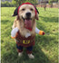 Funny Pet Clothes Cosplay Pirate Costume Dog Cat Party Halloween Special Events Costume Clothing For Small Medium Dog