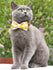 The Lemon Yellow Dog Collar with Bow Tie Plastic Buckle Dog&Cat Necklace Pet Products Unique Handmade Dog Collar and Leash Sets