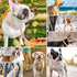 Personalized Dog Collar Custom Nylon Dog Collar Engraved Name ID Adjustable For Small Medium Large Dog Chihuahua Pitbull